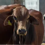 One Health e zootecnia: Confagricoltura porta a Roma il confronto sulle nuove tecnologie per gli allevamenti