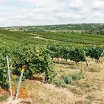 "LIFE VitiCaSe – Coltivare il futuro del vigneto": a Siena un confronto su viticoltura rigenerativa e carbon credits