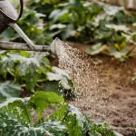 Errori da evitare nel compostaggio