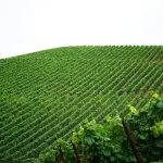 Mercosur, Giansanti su Radio1: “Così l’accordo non tutela la qualità delle importazioni”