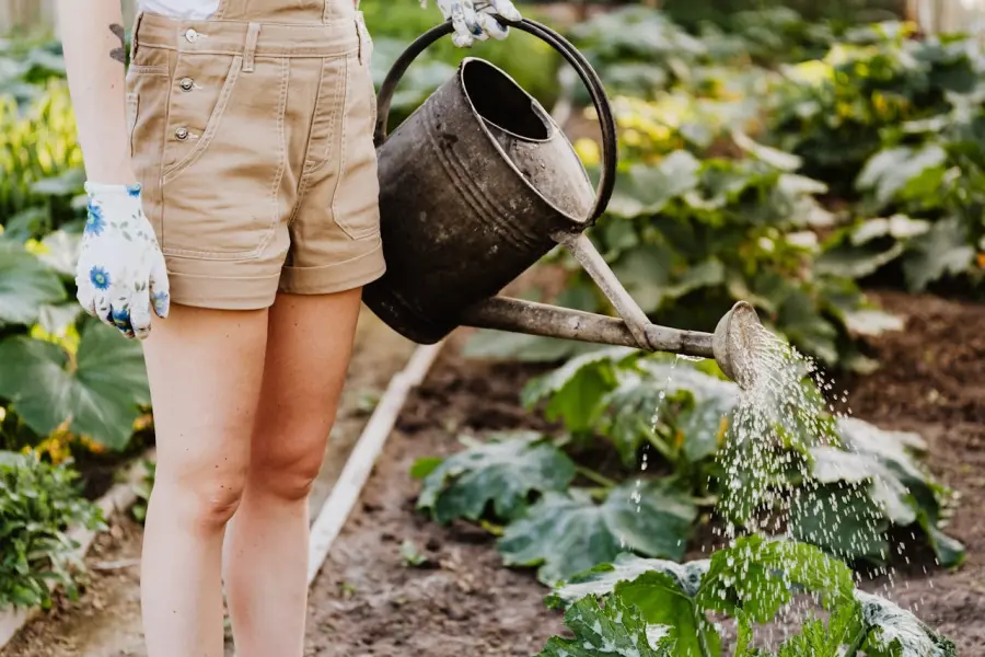 Come ridurre l’impatto ambientale del giardinaggio: pratiche sostenibili per il verde domestico