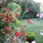 Modena, il verde urbano al centro del futuro delle città: webinar il 20 marzo