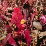 Segnali di stress idrico nelle piante: come riconoscerli e intervenire