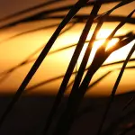 Come adattare il giardino a estati sempre più calde