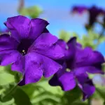 Nuova sala di Botanica al Museo di Storia Naturale, focus su accessibilità e ricerca