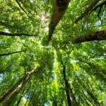 Verona, a San Massimo torna la Domenica della Sostenibilità