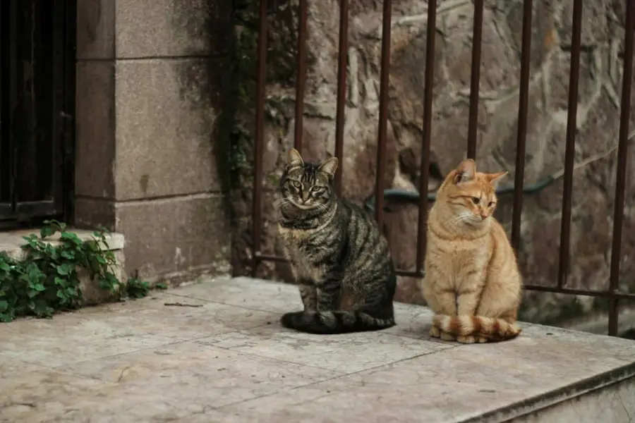 Colonie feline a Verona, corso patentino il 23 maggio