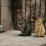 Colonie feline a Verona, corso patentino il 23 maggio