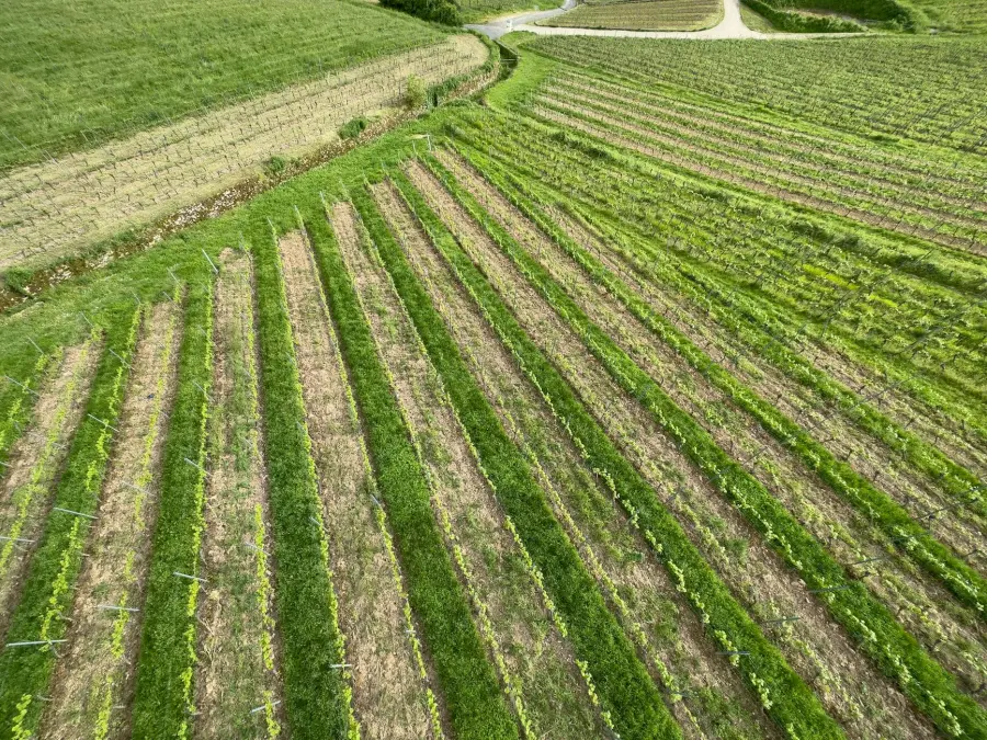 Fertilizzanti, Confagricoltura a Strasburgo contro il caro prezzi