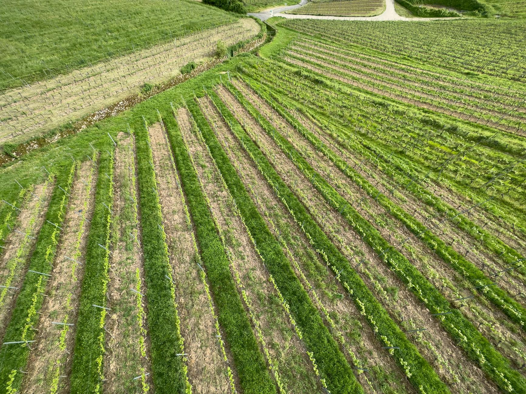 Fertilizzanti, Confagricoltura a Strasburgo contro il caro prezzi