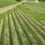Fertilizzanti, Confagricoltura a Strasburgo contro il caro prezzi