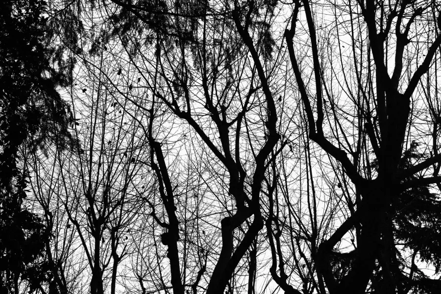 Verona, fino a 10 alberi gratis per famiglia: prenotazioni aperte