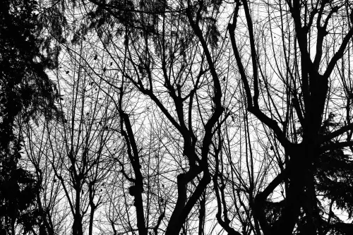 Verona, fino a 10 alberi gratis per famiglia: prenotazioni aperte