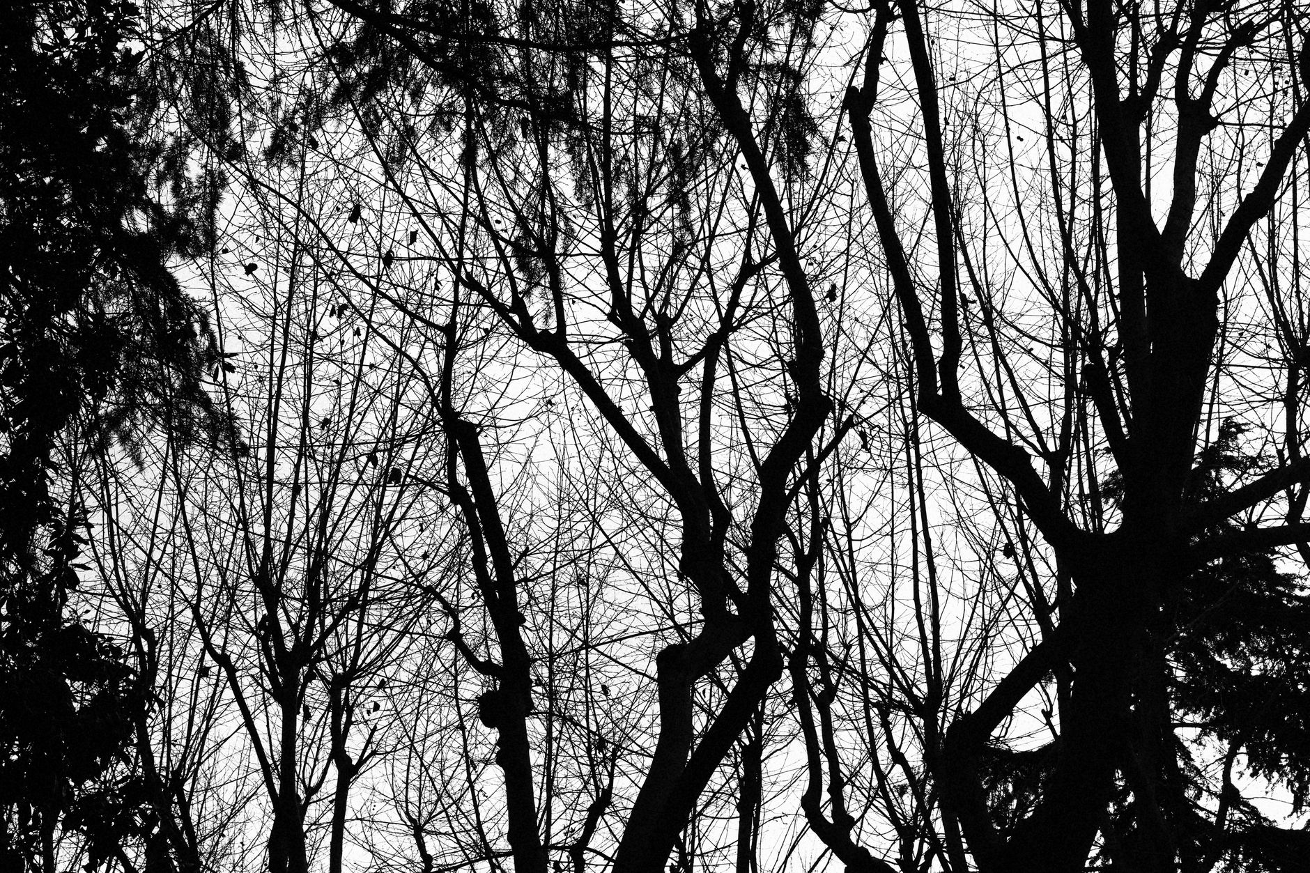 Verona, fino a 10 alberi gratis per famiglia: prenotazioni aperte