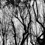 Verona, fino a 10 alberi gratis per famiglia: prenotazioni aperte