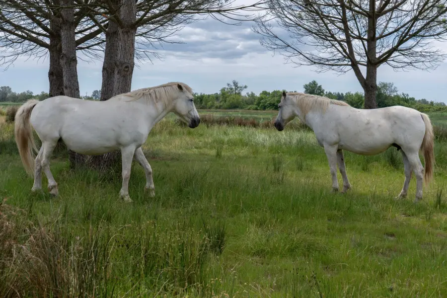Cavalli in agricoltura, Confagricoltura chiede regole più chiare