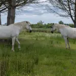 Cavalli in agricoltura, Confagricoltura chiede regole più chiare