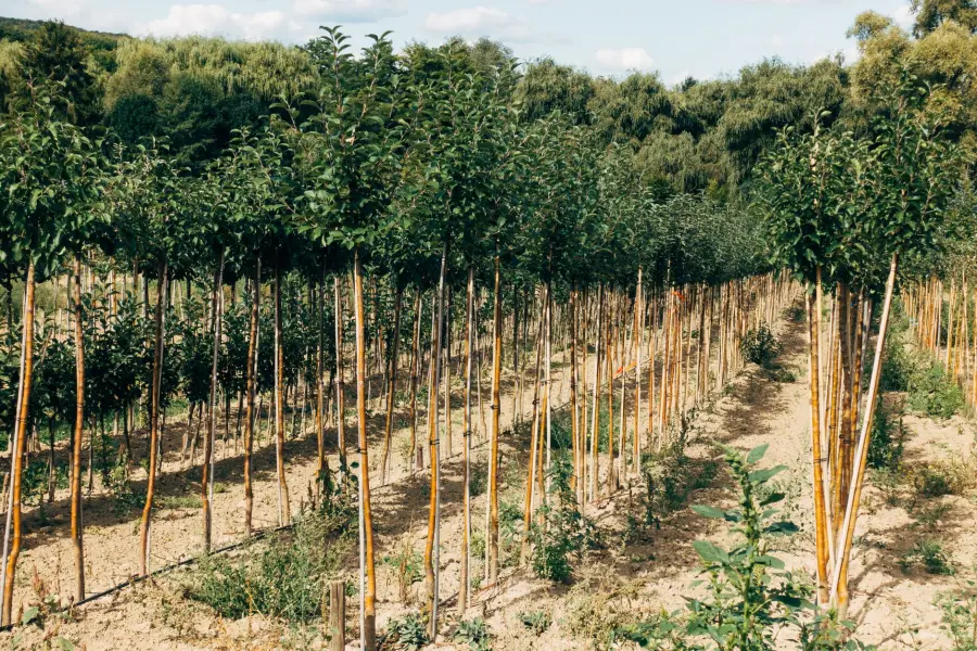 Verona, prenotati 5.000 alberi: è prima in Veneto