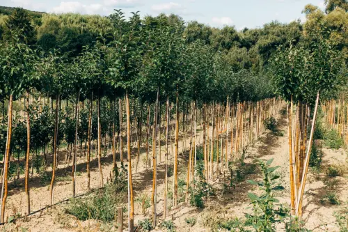 Verona, prenotati 5.000 alberi: è prima in Veneto
