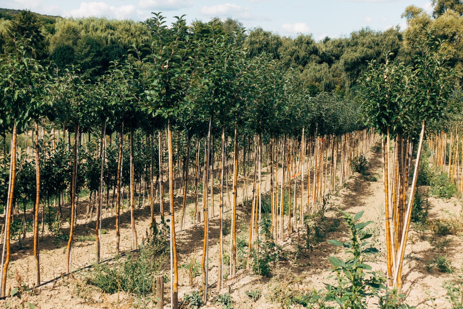 Verona, prenotati 5.000 alberi: è prima in Veneto