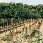 Verona, prenotati 5.000 alberi: è prima in Veneto