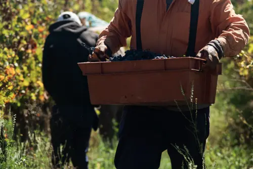 Vendemmia in Veneto, Bond: regole più chiare sullo scambio di manodopera