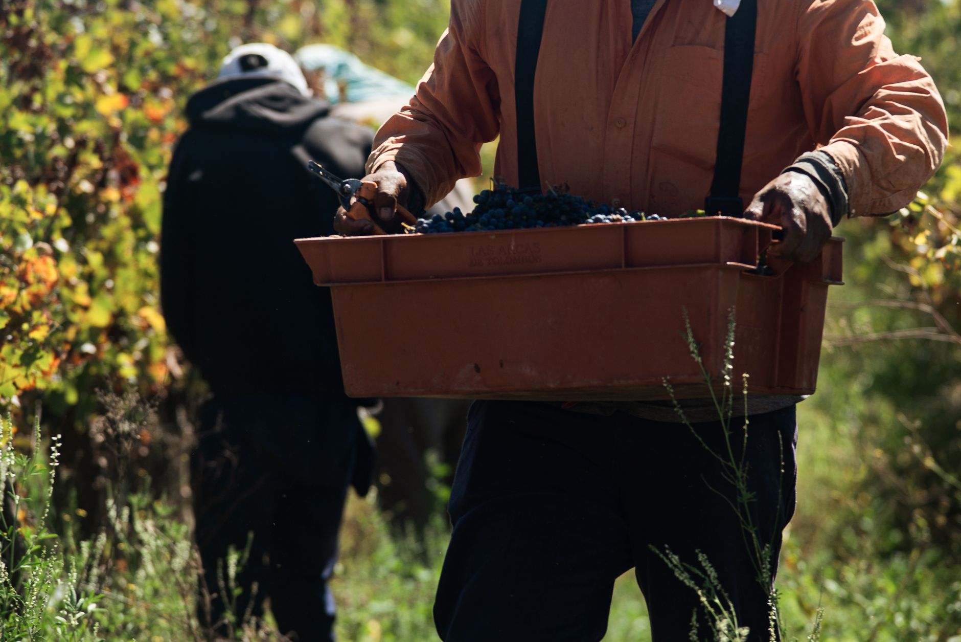 Vendemmia in Veneto, Bond: regole più chiare sullo scambio di manodopera