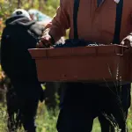 Vendemmia in Veneto, Bond: regole più chiare sullo scambio di manodopera