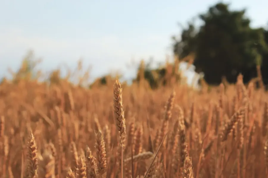 Grano duro, allarme Confagricoltura: autosufficienza al 56,5%