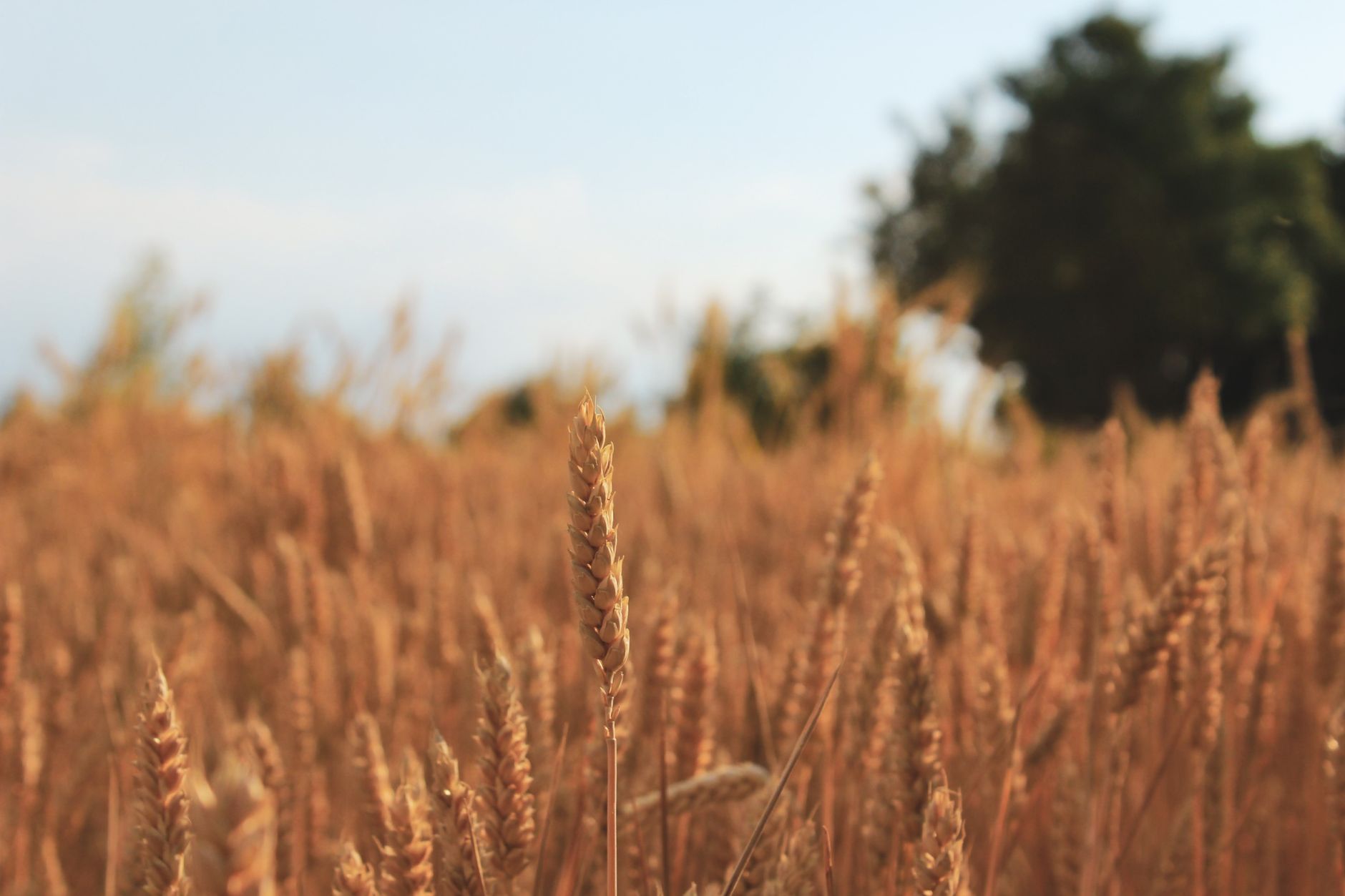 Grano duro, allarme Confagricoltura: autosufficienza al 56,5%