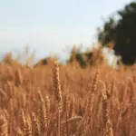 Grano duro, allarme Confagricoltura: autosufficienza al 56,5%