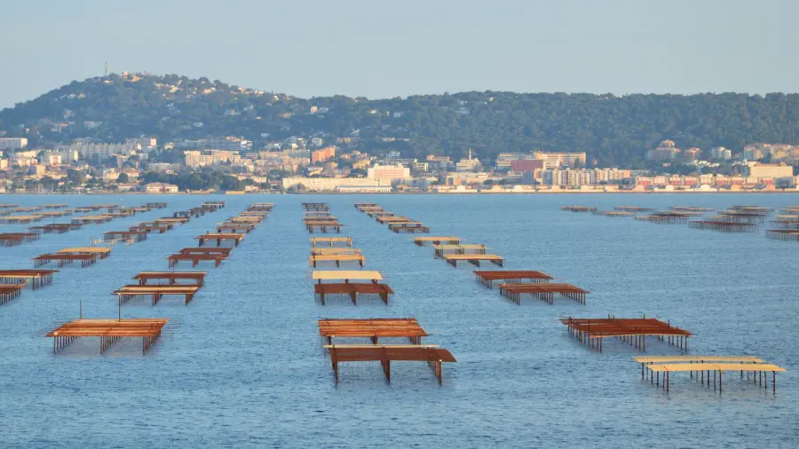 Maricoltura, Mediterraneo più caldo: allarme per spigole e orate