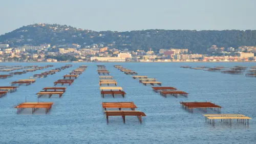 Maricoltura, Mediterraneo più caldo: allarme per spigole e orate