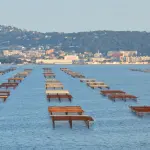 Maricoltura, Mediterraneo più caldo: allarme per spigole e orate
