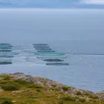 Acquacoltura italiana: l’agricoltura che cresce tra mare e fiumi